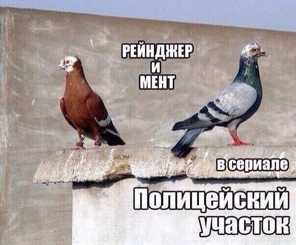 Голуби бывают разные