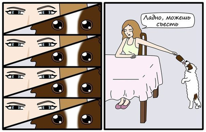 Жизнь глазами собачек