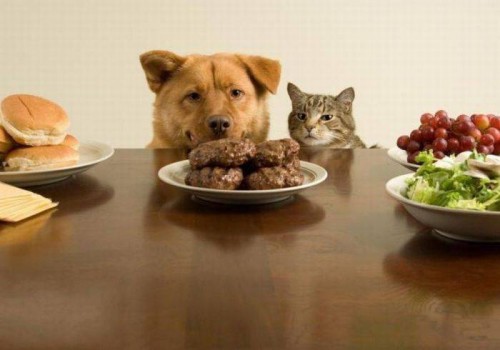 Забавные фотоприколы