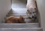 Кот комнатный диктатор