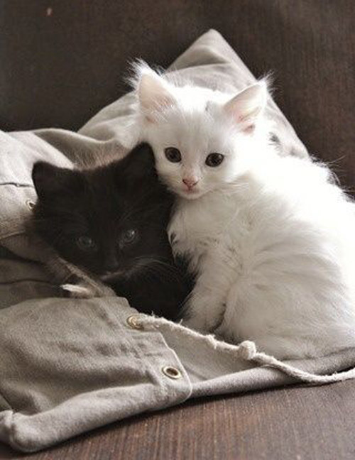 Малыши: Молоко и уголь