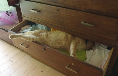 Вездесущие коты