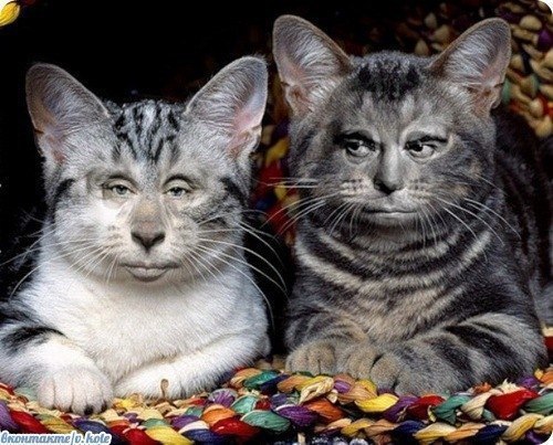 Классные приколы про котов
