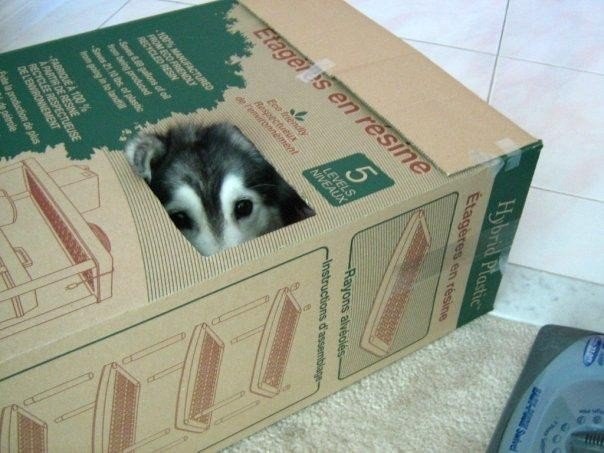 Пес, который считает себя котом