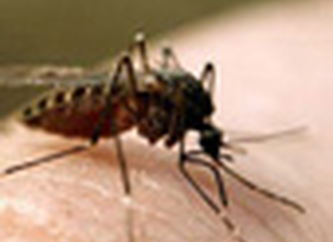 Комаринные укусы