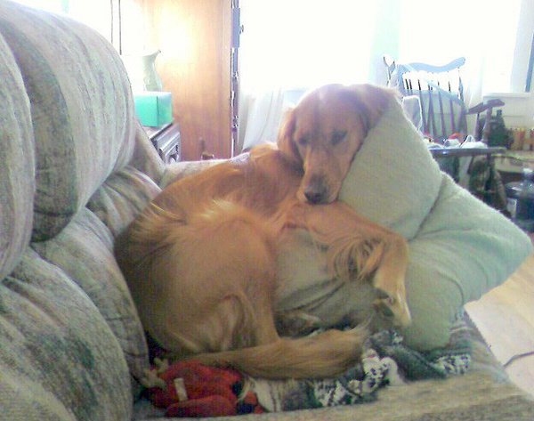 Тяжелое собачье утро