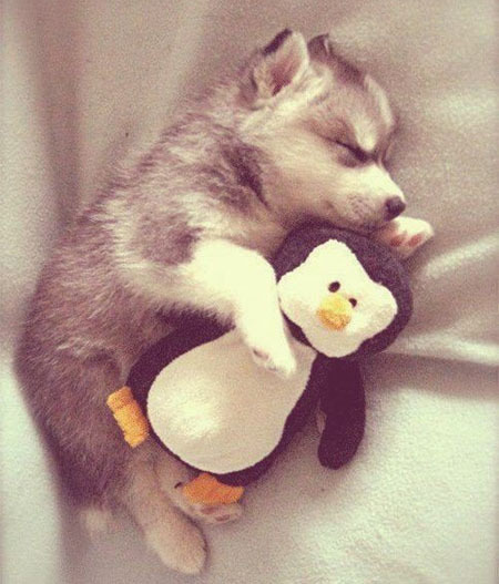 Пушистые сони с игрушками