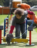 кроличьи бега