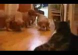 Коты: мувик