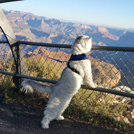 Як подорожує найщасливіший кіт у світі?