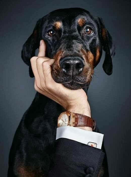 Руки и собаки: 12 фотографий с питомцами, которые ты захочешь повторить