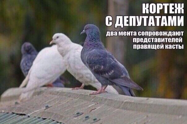 Голуби бывают разные