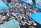 Настоящая рыбалка )