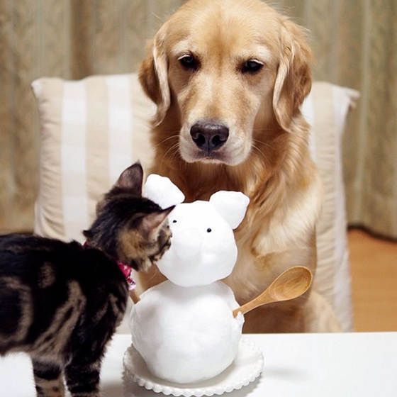 Мимимишные фото котенка и собачки