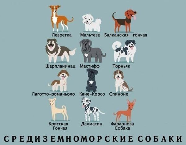 Откуда собачки родом