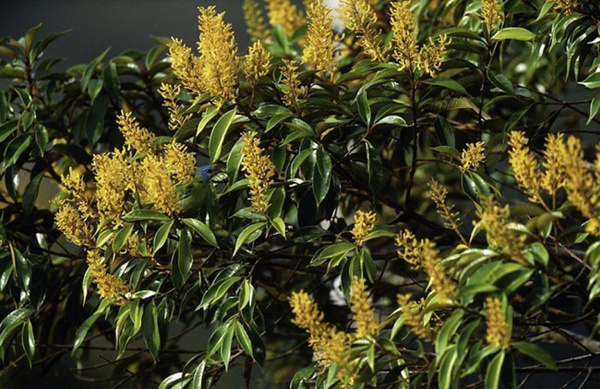 Маскировка 80 lvl 