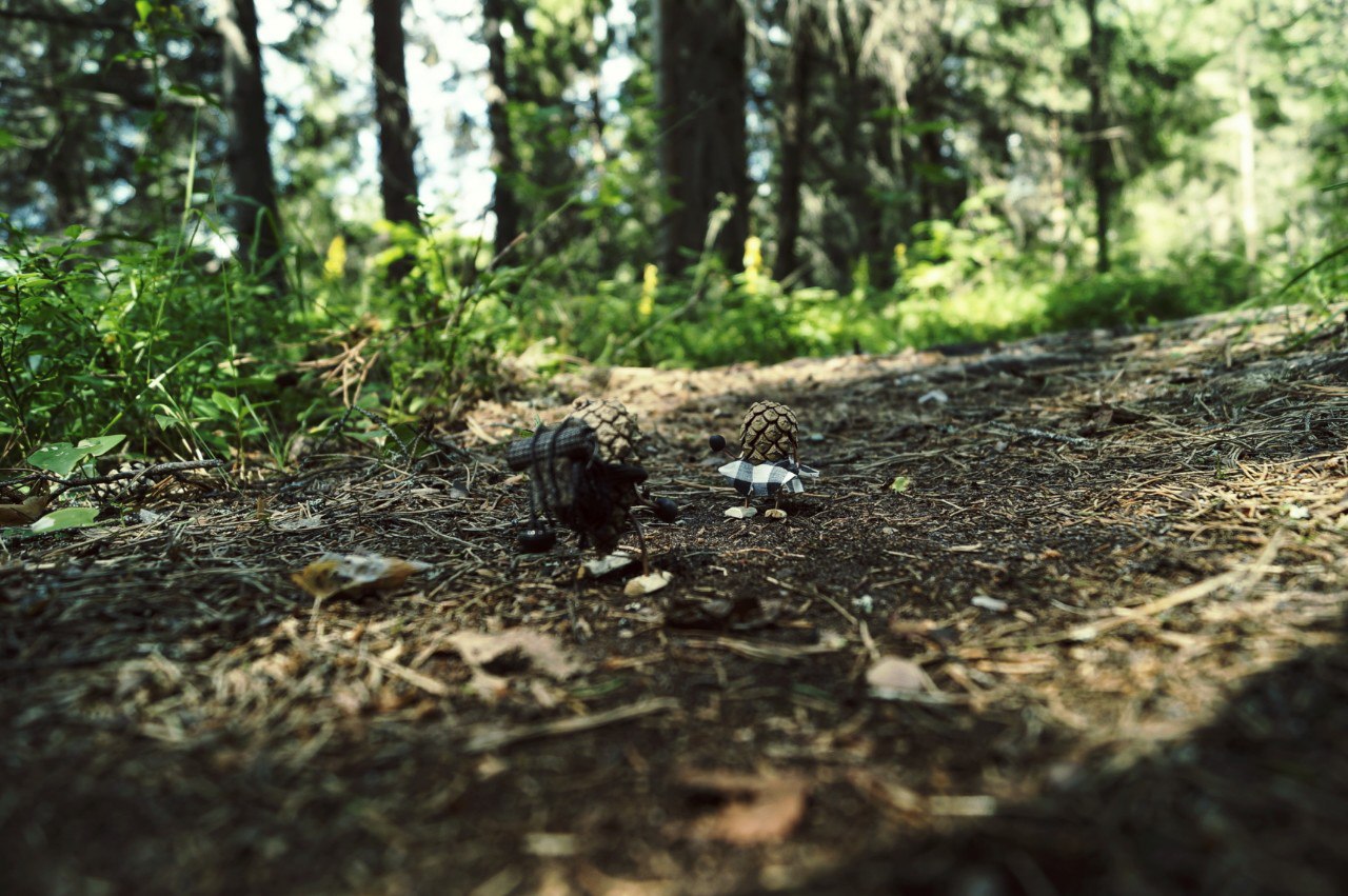 #ПутешествиеСосновойШишки часть 6