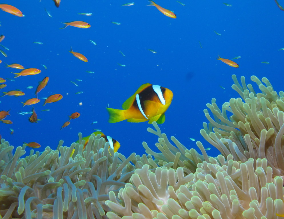 04 Шарм-ель-Шейх риби