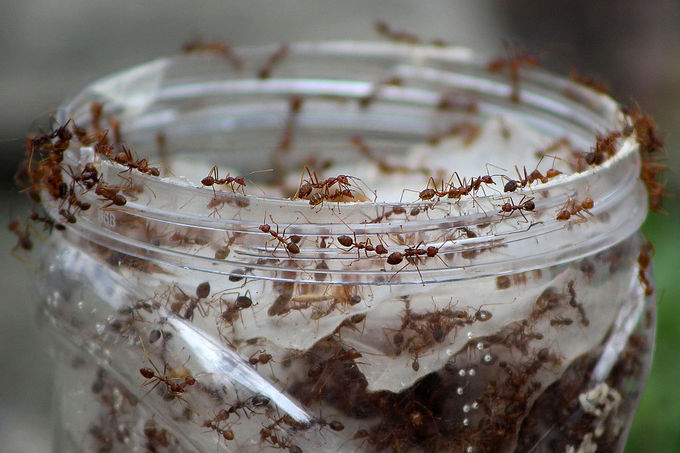 Как избавиться от муравьев в квартире?