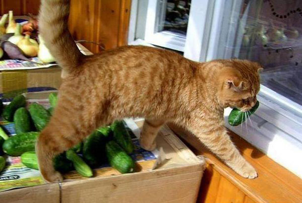 Самые очаровательные воришки