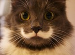 кот-хипстер