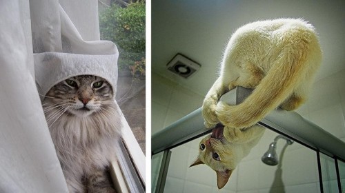 Кошки - лучшее украшение Вашего дома