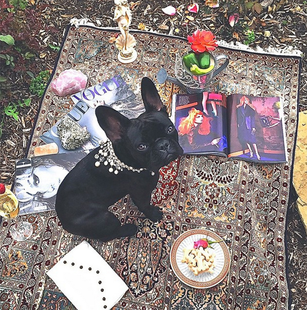 Айша Кинни (собака Леди Гаги)