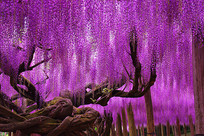 Цветение глициний в парке Асикага