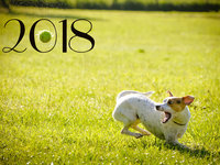 Яркого Нового года собаки 2018