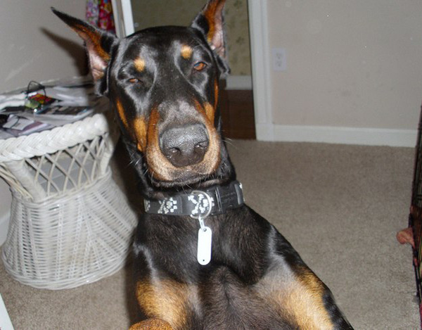 Тяжелое собачье утро