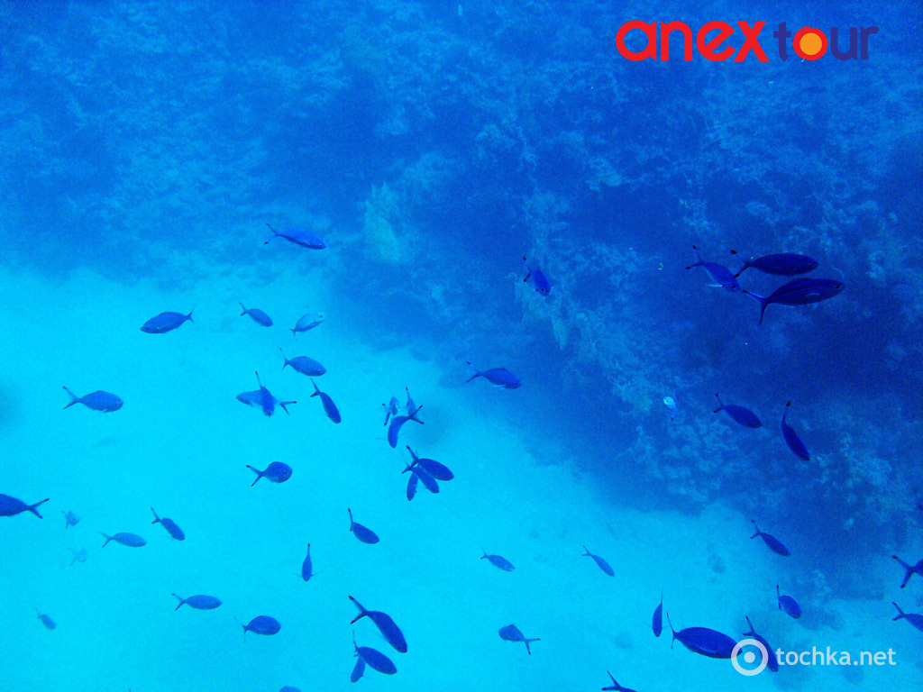 04 Шарм-ель-Шейх риби