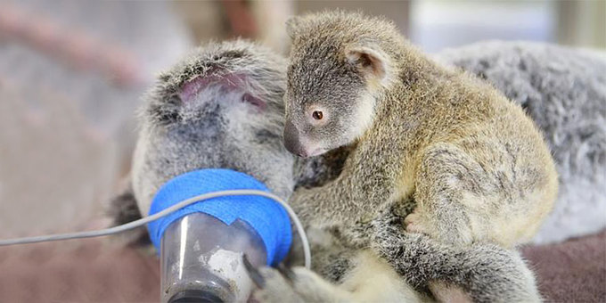 Трепетная любовь: детеныш коалы обнимает свою маму во время операции (фото)