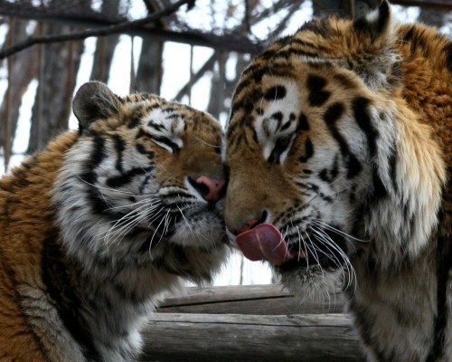 Любовь  тигриная