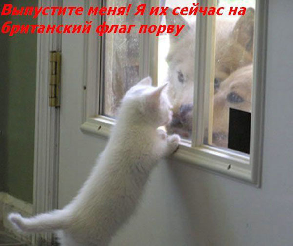 ТОП лучших котоматриц