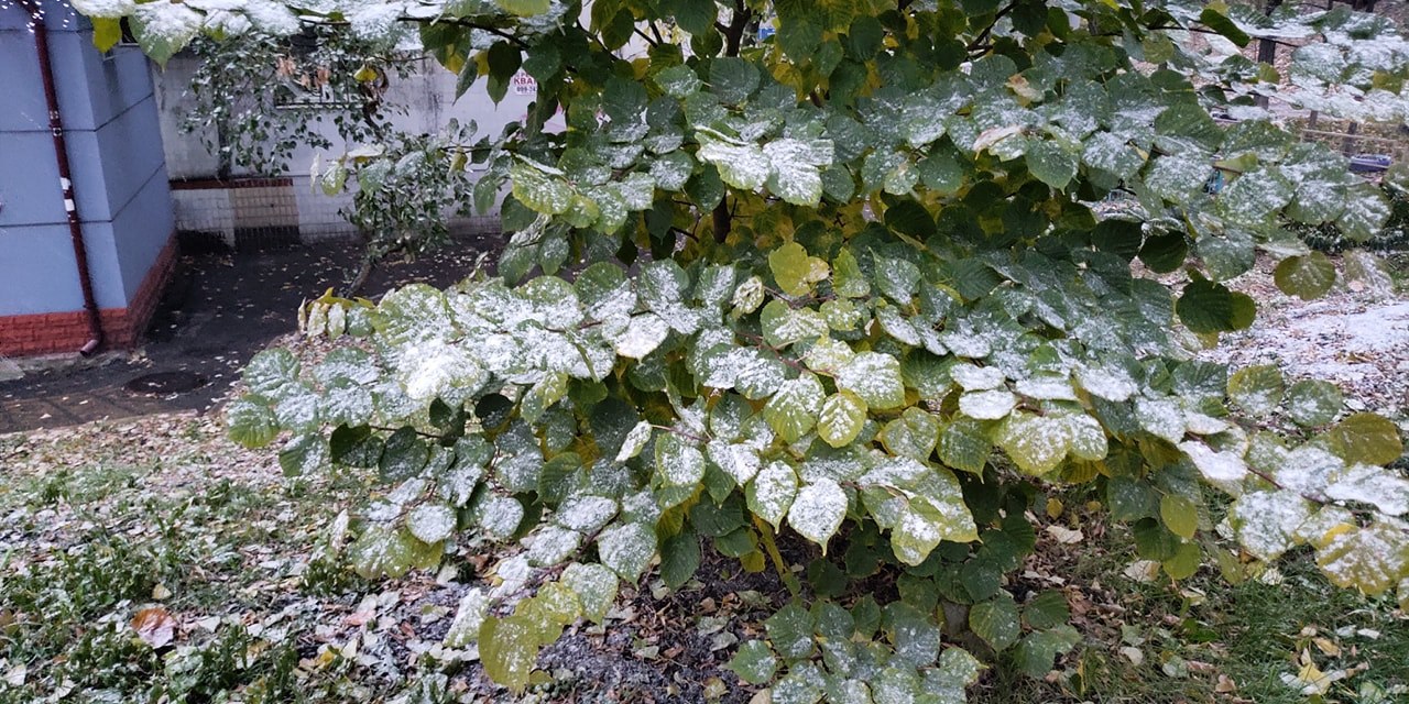 сніг у Києві