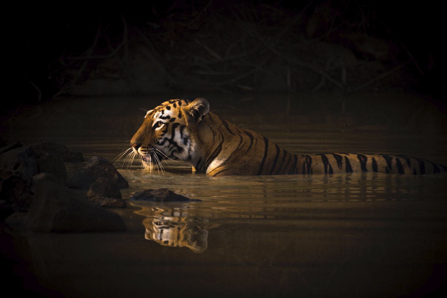 World Nature Photography Awards 2020