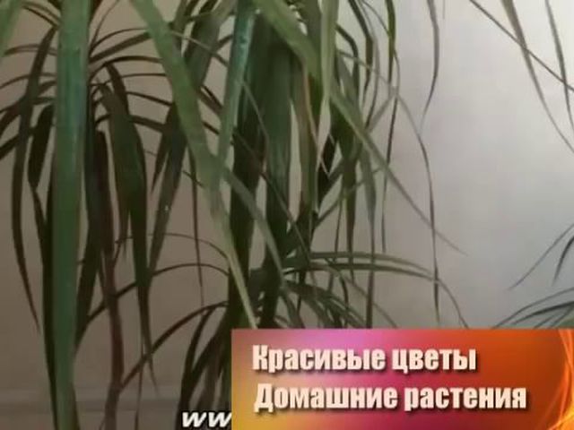 Смотреть фильмы онлайн кордон следователя савельева все серии