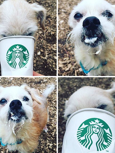 Собачки, которые обожают кофе