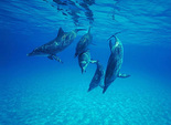 дельфіни