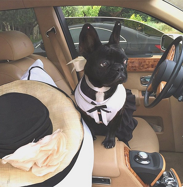 Айша Кинни (собака Леди Гаги)