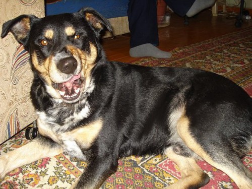 Ленивые животные