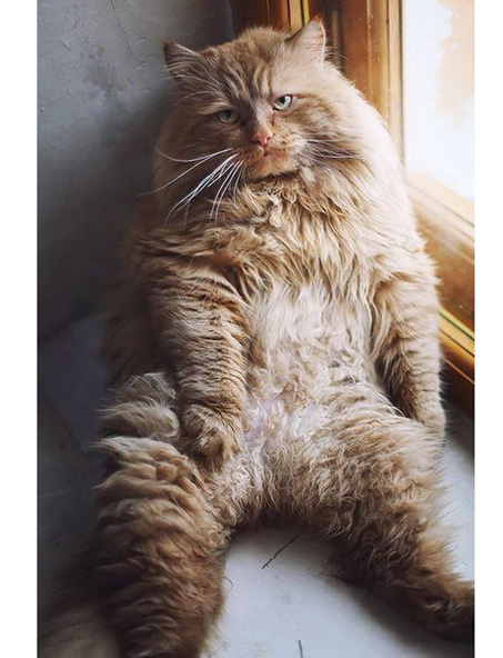 Самые "миниатюрные" котики