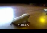 Мопсик мега звезда))    