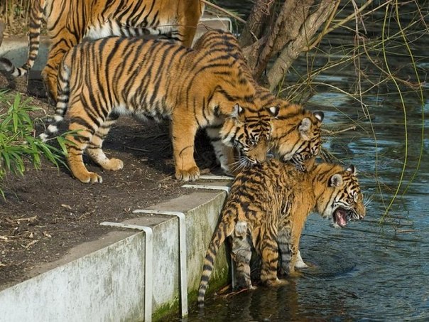 Два тигра пытаются заставить помыться третьего