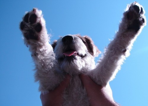 Кофки-Шабаки&Ко