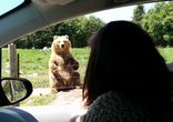 Awesome catch by the bear