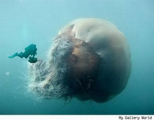 Медуза-гигант