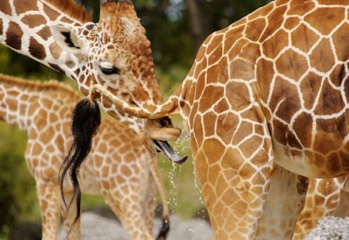 Жизнь - веселая штука