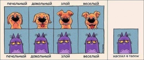 Разница между котэ и собакой