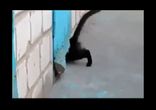 Суперкот пришёл на помощь)